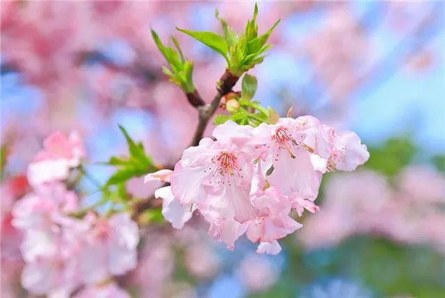 1673781377265246.jpg 雛菊櫻.jpg