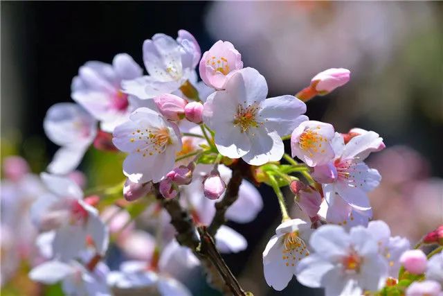 1673781382583457.jpg 染井吉野櫻.jpg