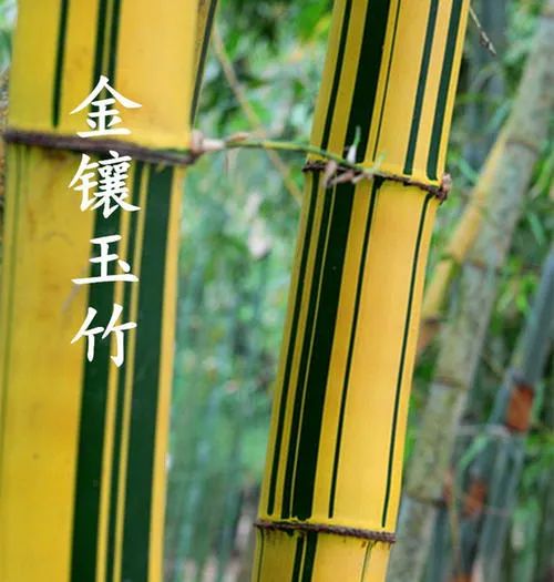 微信圖片_20230201051740.jpg