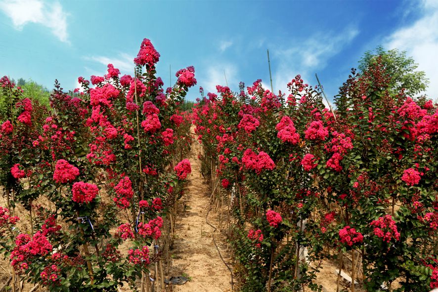 1675478935279551.jpg 國旗紅紫薇5.jpg