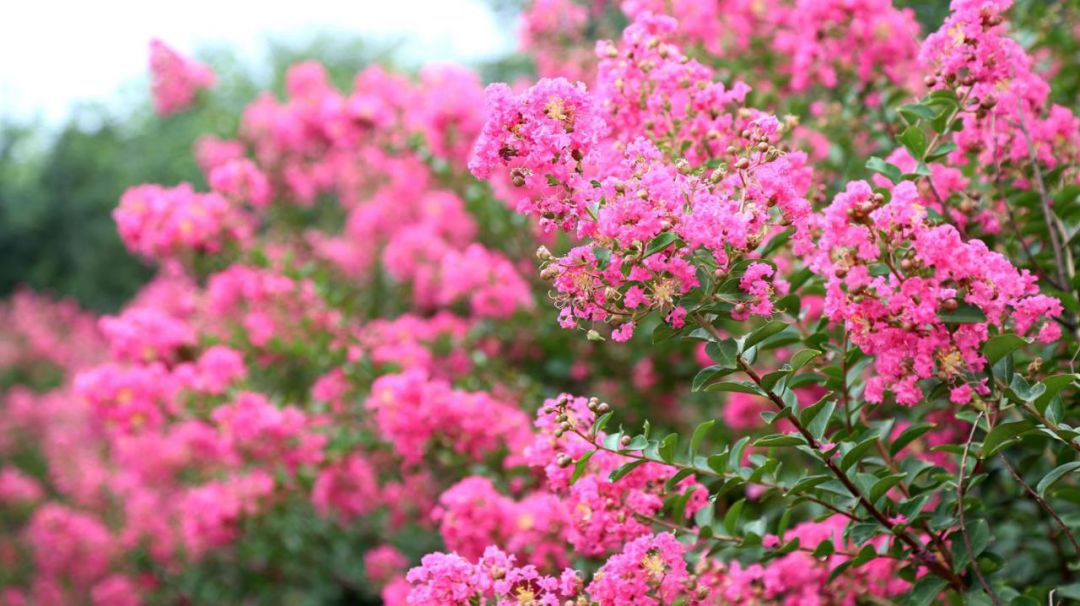 1675478943352533.jpg 國旗紅紫薇3.jpg