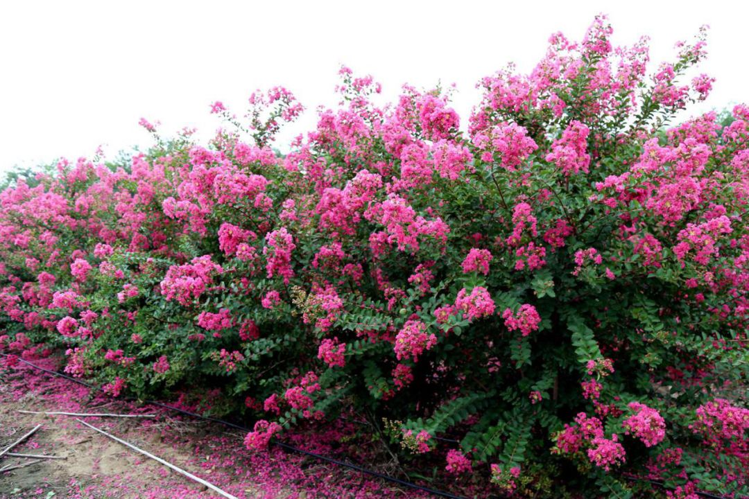 1675478953452393.jpg 國旗紅紫薇4.jpg