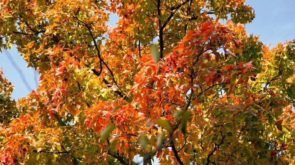 1676069860555519.jpg 微信圖片_20230107171435.jpg