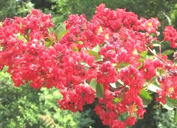紅火箭3.jpg