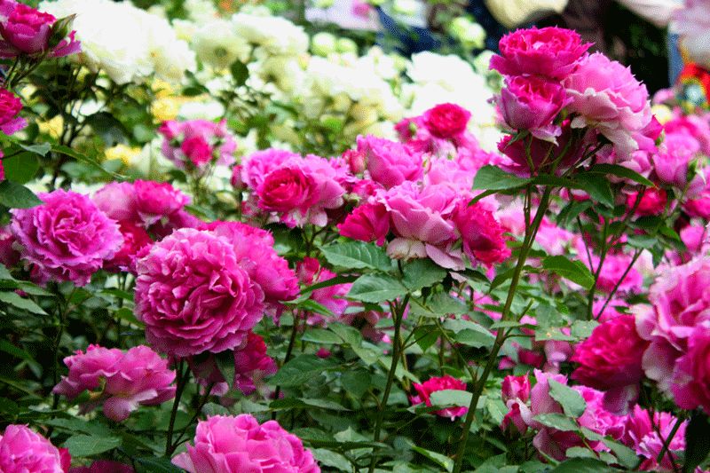 1676897176592592.jpg 粉色豐花月季1.jpg