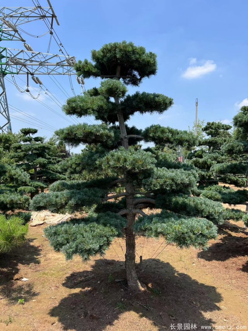 造型五針?biāo)? width= 造型五針?biāo)?/></p><p style=