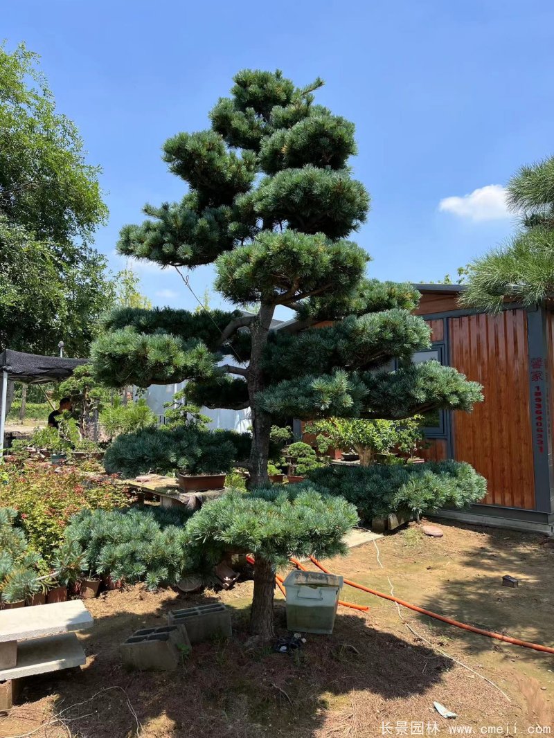 造型五針?biāo)? width= 造型五針?biāo)?/></p><p style=