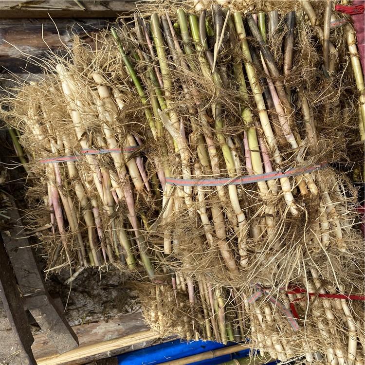 蘆葦苗 蘆葦苗
