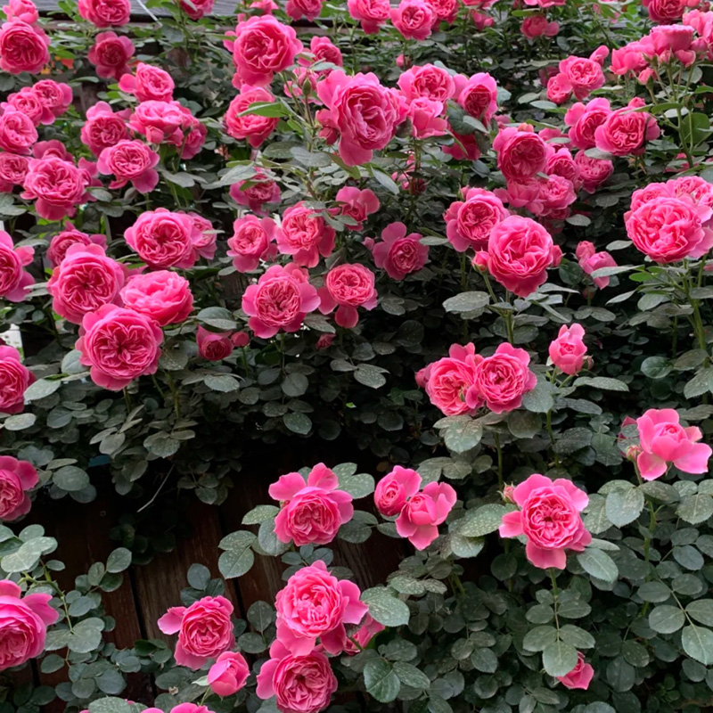 月季拱門 來自長景園林 月季拱門 來自長景園林