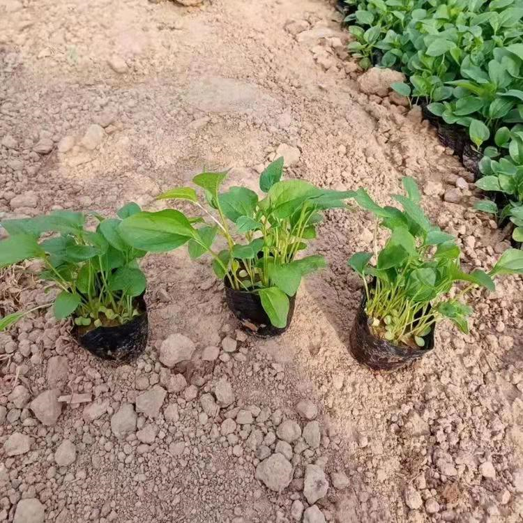 紫錐菊 來自長景園林 紫錐菊 來自長景園林