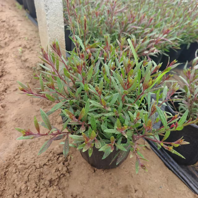 山桃草盆苗 山桃草盆苗