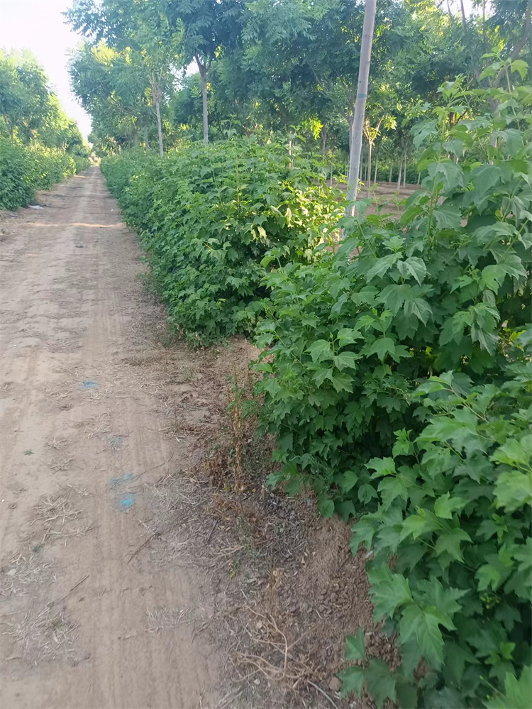 天目瓊花 天目瓊花