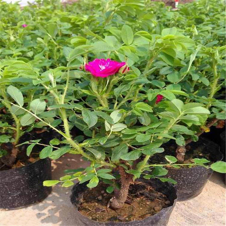 豐花玫瑰 豐花玫瑰