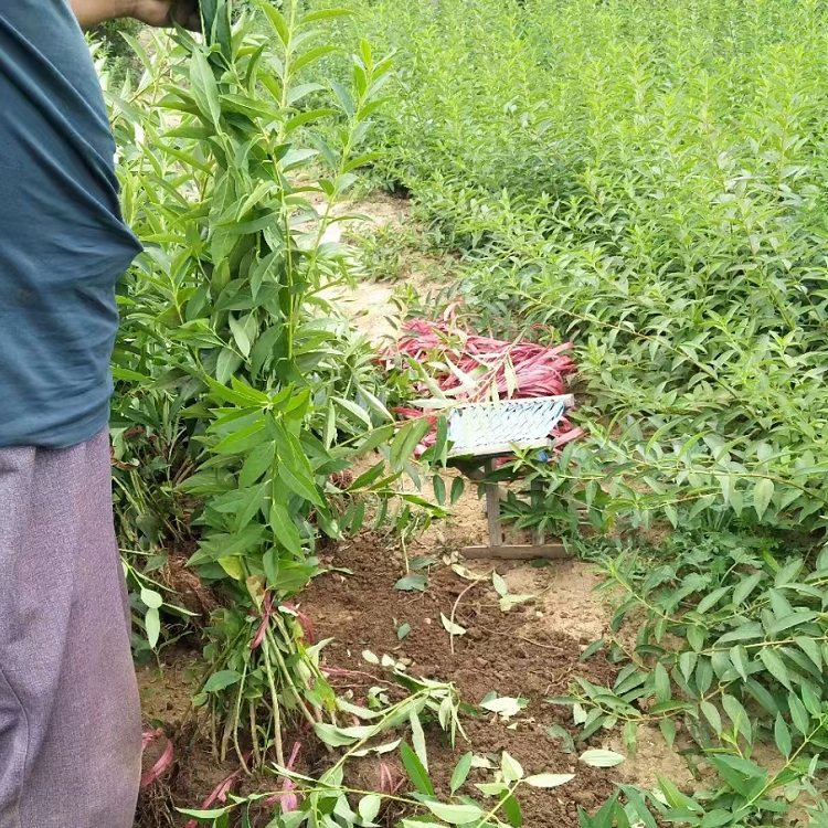 金鐘花開(kāi)花過(guò)后夏季的樣子 金鐘花開(kāi)花過(guò)后夏季的樣子