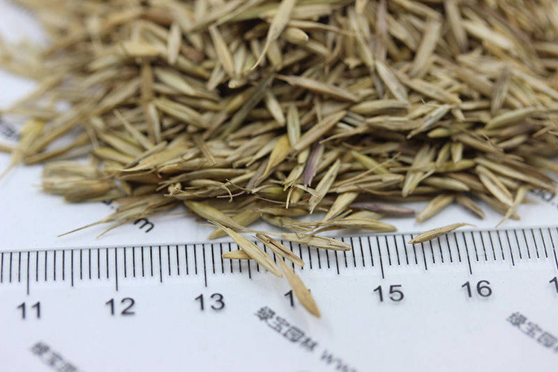 老芒麥種子 老芒麥種子