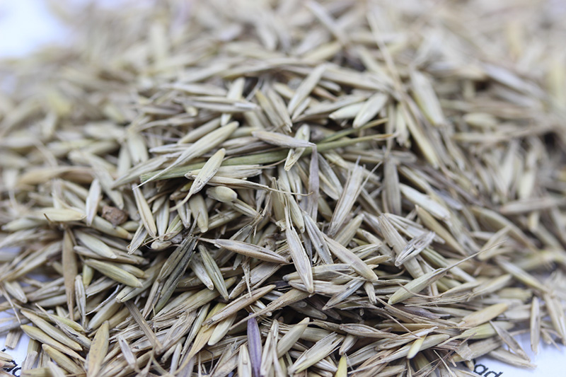 老芒麥種子 老芒麥種子