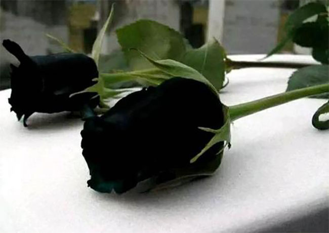 黑玫瑰的花語(yǔ)是什么？黑玫瑰的寓意和象征