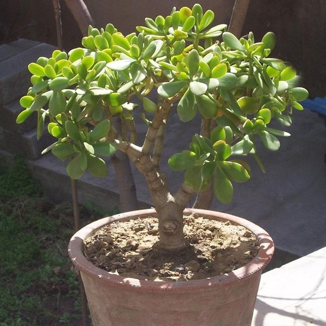 5種便宜花卉，越養越值錢