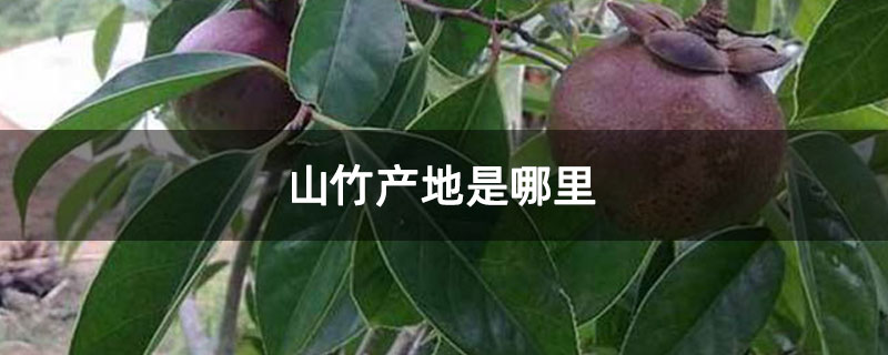 山竹產(chǎn)地是哪里