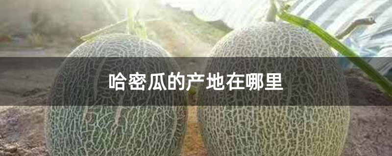 哈密瓜的產(chǎn)地在哪里