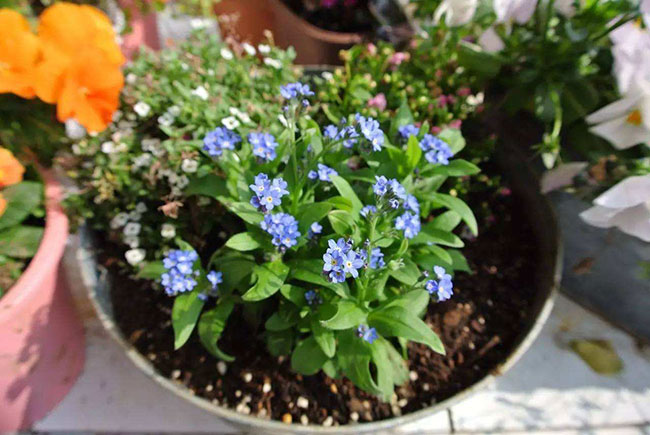 勿忘我盆栽種植 勿忘我盆栽種植