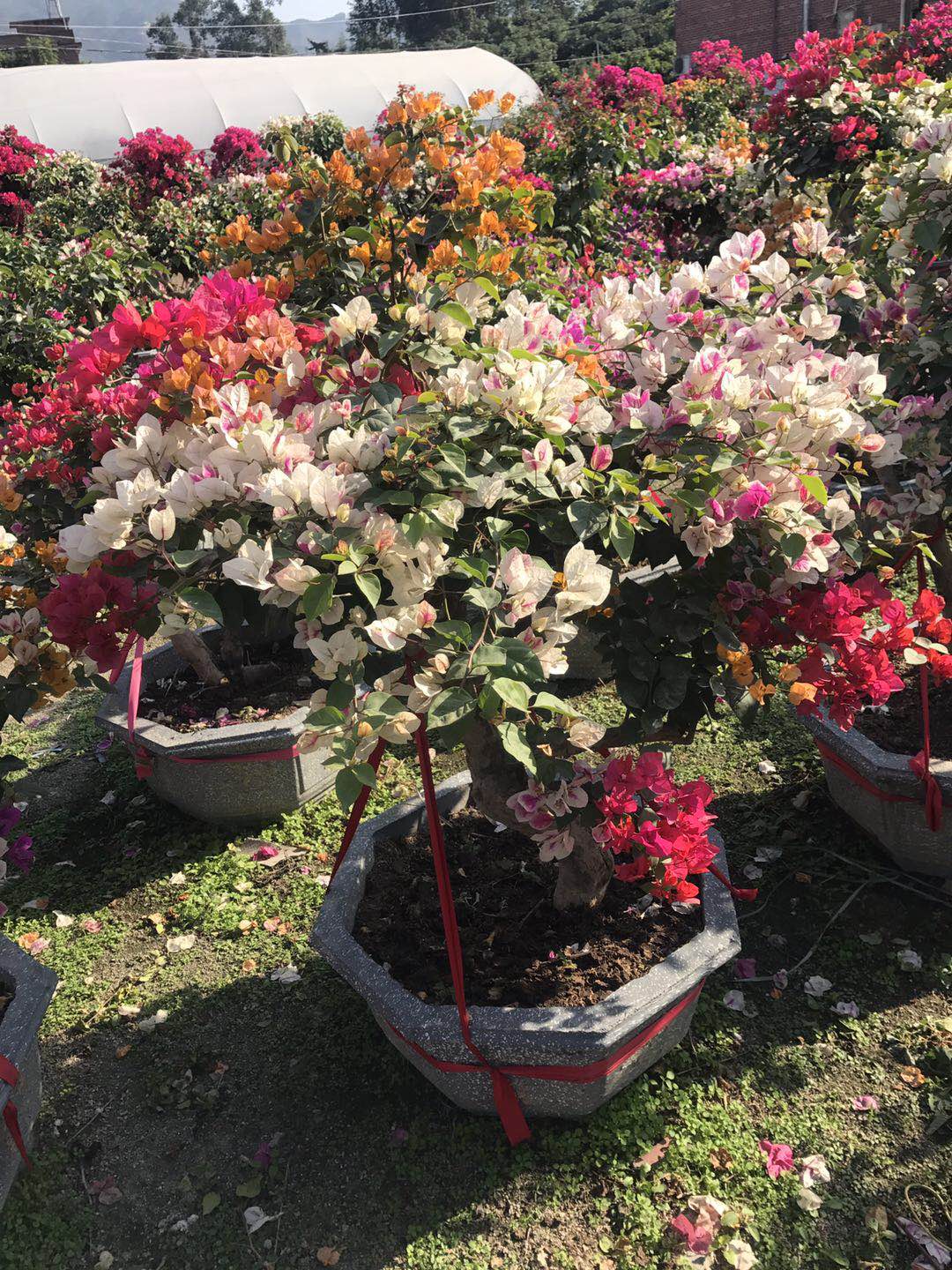 三角梅.jpg 三角梅.jpg