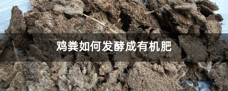 雞糞如何發(fā)酵成有機(jī)肥 雞糞如何發(fā)酵成有機(jī)肥