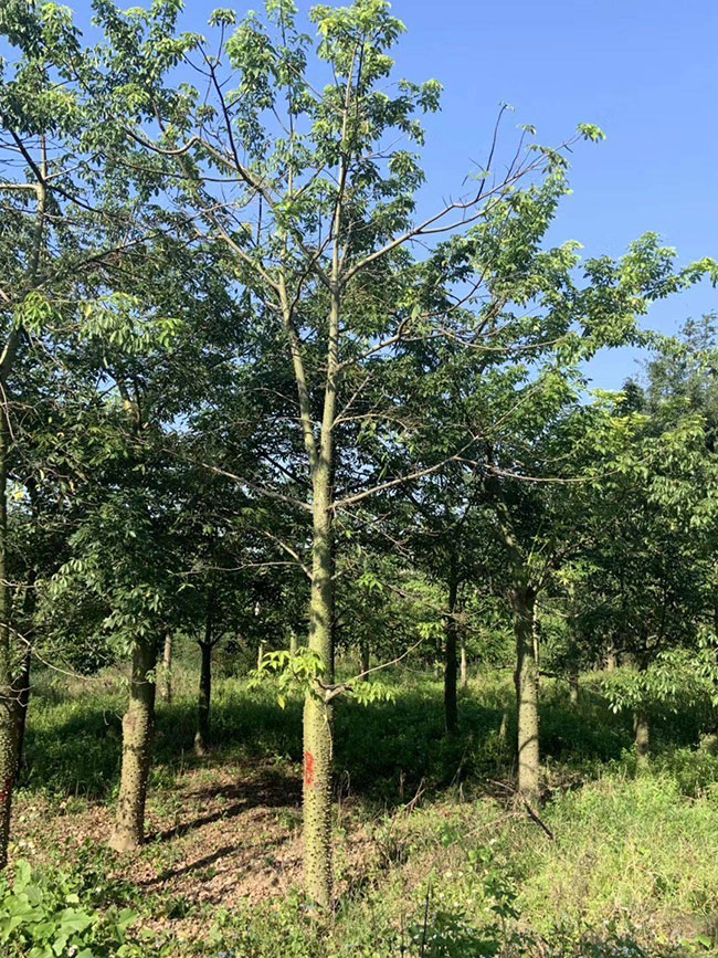 木棉價(jià)格 木棉價(jià)格