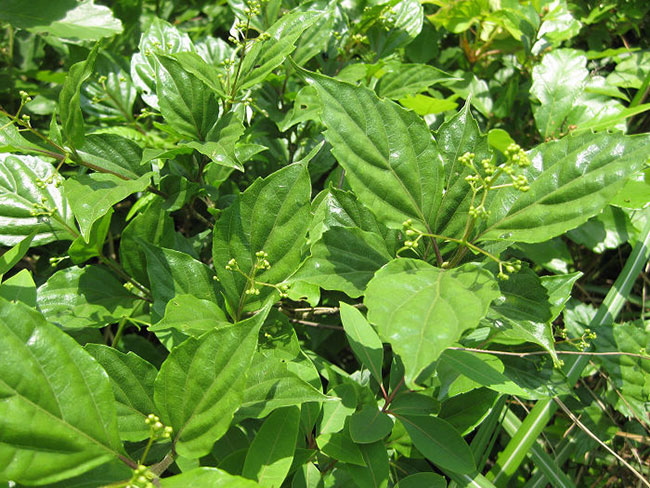 觀音樹是什么樹?觀音樹種植前景分析 觀音樹是什么樹?觀音樹種植前景分析