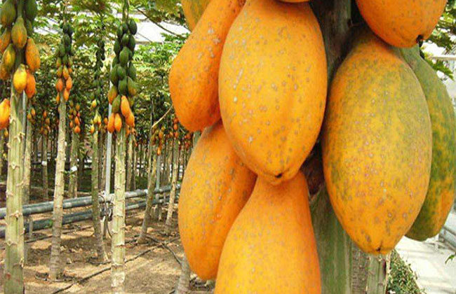 木瓜樹多少錢一棵?2020年木瓜樹價(jià)格最新價(jià)格 木瓜樹多少錢一棵?2020年木瓜樹價(jià)格最新價(jià)格