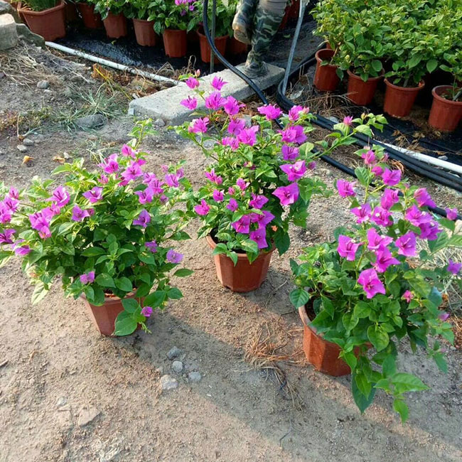 三角梅產(chǎn)地的在哪里?中國(guó)最大三角梅的產(chǎn)地