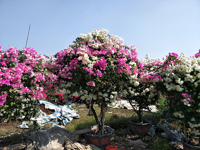 三角梅產(chǎn)地的在哪里?中國(guó)最大三角梅的產(chǎn)地