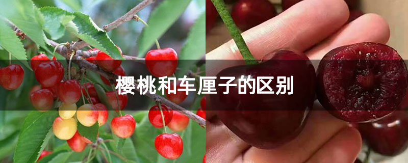 櫻桃和車厘子的區別 櫻桃和車厘子的區別