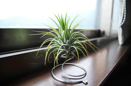 超好養(yǎng)活的植物 超好養(yǎng)活的植物