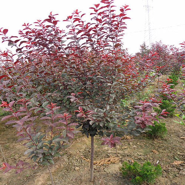 紅葉李