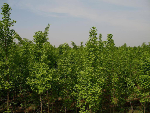 銀杏樹(shù)價(jià)格多少錢(qián)一棵