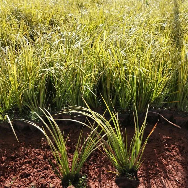 金葉石菖蒲 金葉石菖蒲