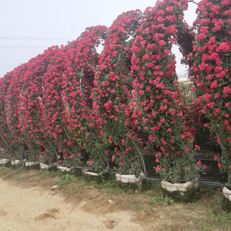 月季拱門 來自長景園林 月季拱門 來自長景園林