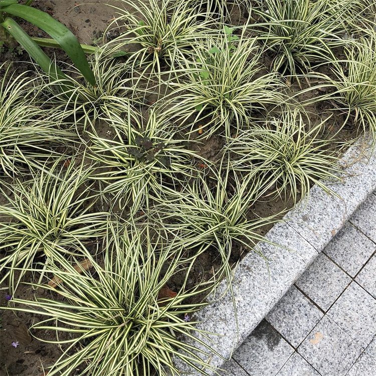 金葉苔草 來自長景園林 金葉苔草 來自長景園林