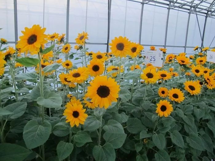 文森特系列向日葵 文森特系列向日葵