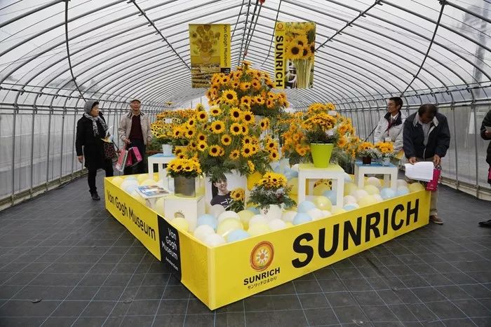 富陽特系列向日葵 富陽特系列向日葵