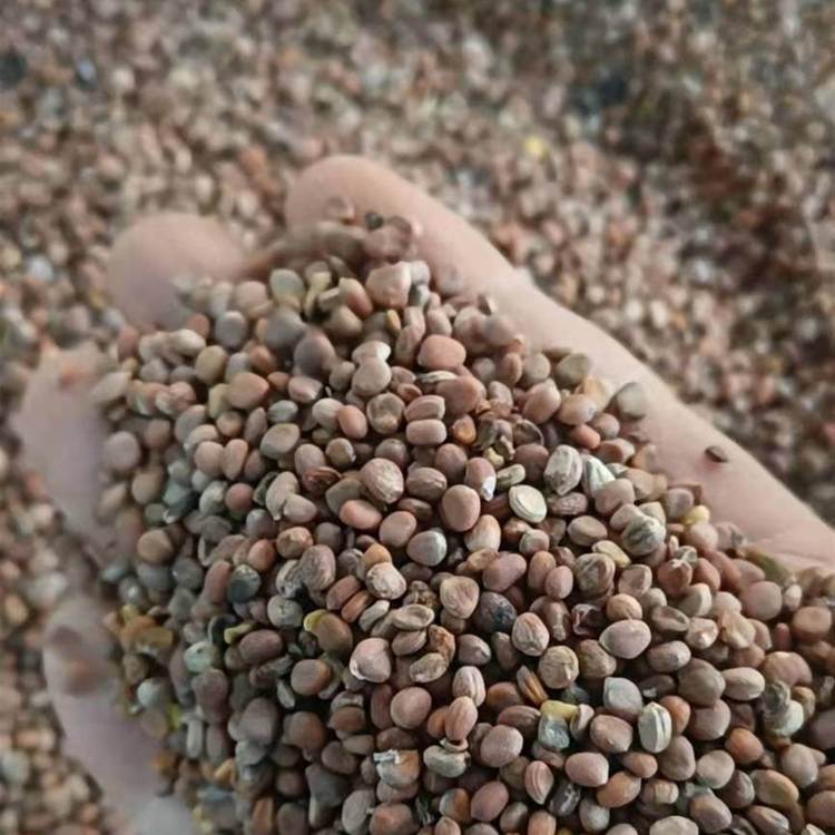 蘿卜種子 蘿卜種子